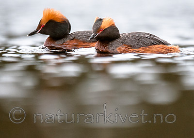 BB 10 0354 / Podiceps auritus / Horndykker